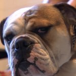 Annoyed dog