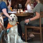Wife dog
