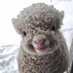 Sheep GIF Template