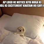 Dog in bed sleeping | AP LOGO NE NOTICE KIYA HOGA KI HOLI KI EXCITEMENT KHATAM HO GAYI H | image tagged in dog in bed sleeping | made w/ Imgflip meme maker