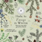 Winter Herbs For Foraging.