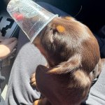 Stuck in a pup cup
