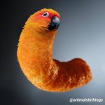 the parrot cheeto template