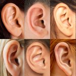 Ears