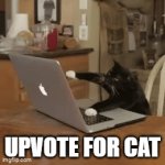 Yes | UPVOTE FOR CAT | image tagged in gifs,cats | made w/ Imgflip video-to-gif maker