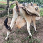 Cow licking his own bum