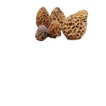 Morel Mushrooms
