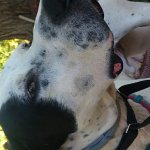 Bess is bad for dogs