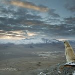 Mountain Dog