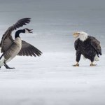 goose vs eagle