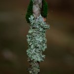 Lichen