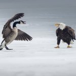 Angry Canadian Goose