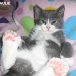 toe beans