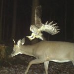 hunter owl