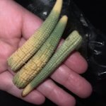 Ripe Corn