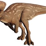 Homalocephale (JWE Design)