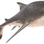Megalodon (JWE Design)