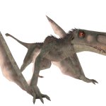 Dimorphodon 6 (JW Design)