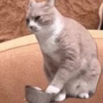 Food cat ask GIF Template