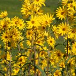 Maximillian sunflower