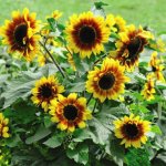 Magic Roundabout sunflower