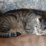 Boy cat
