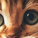meow