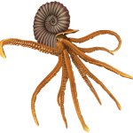 Ammonite (JWTG Design)