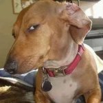 Dog Side Eye