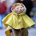 Raincoat cat