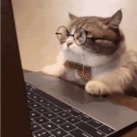 Computer cat
