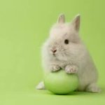 bunny with green egg meme