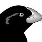 Beak Depth Bird template