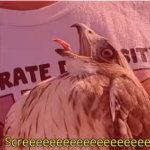 Screeeeeeeeeeeeeeeeee bird