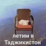 Cat on flying chair