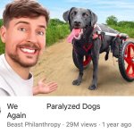 WE PARALYZED DOGS AGAIN