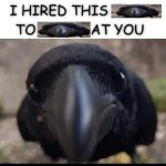 HIRED HIRD TO BIRD AT YOU