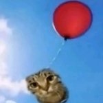 Cat on balloon meme