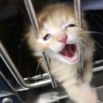 Kitten