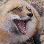 Idiot fox