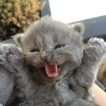 when I was 16 I watched a man murder 5 children and I never told anyone. (image unrelated) | reddit posts be having the most horrifying and gruesome stories and then "image unrelated"(it's a lil kitty :3) | image tagged in yay kitty | made w/ Imgflip meme maker