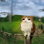 Cat owl