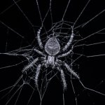 Orb Weaver.