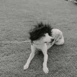 Punk Ass Dog.
