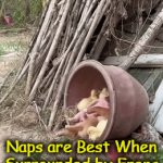 Contentment | Naps are Best When
Surrounded by Frens | image tagged in gifs,dog,pig,ducks,happy,friends | made w/ Imgflip video-to-gif maker