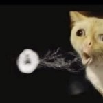 Funny cat