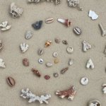Seashells. template