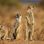 suricates