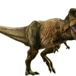 Rexy 24