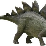Stegosaurus 7